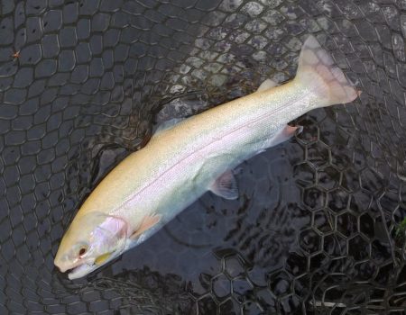 雨の平谷湖フィッシングスポットで爆釣！